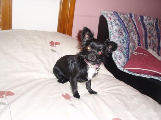 en venta LILI en venta LILI